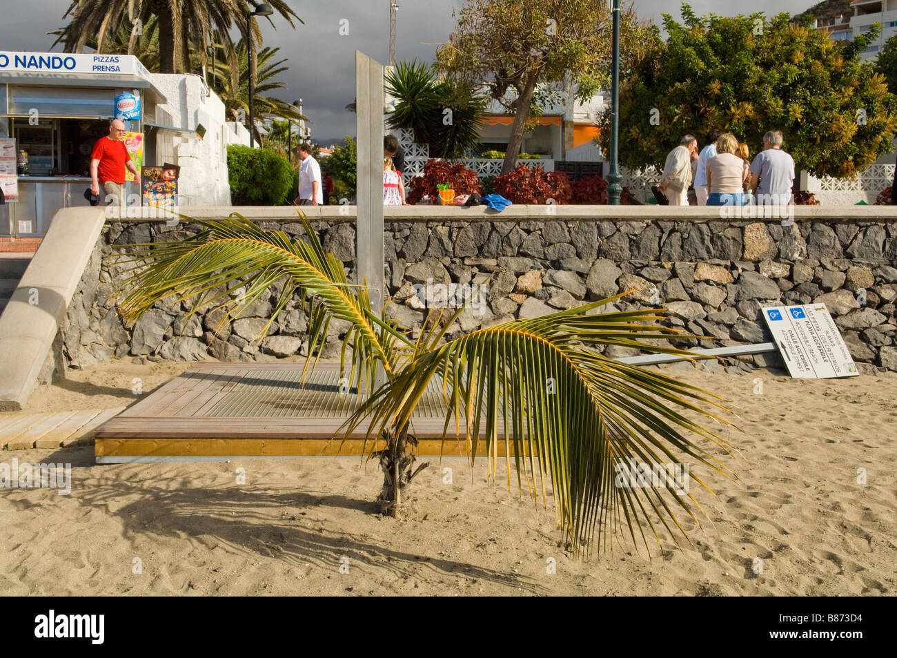 Eine Palme wächst an einem Strand in Los Cristianos Teneriffa. Stockfoto