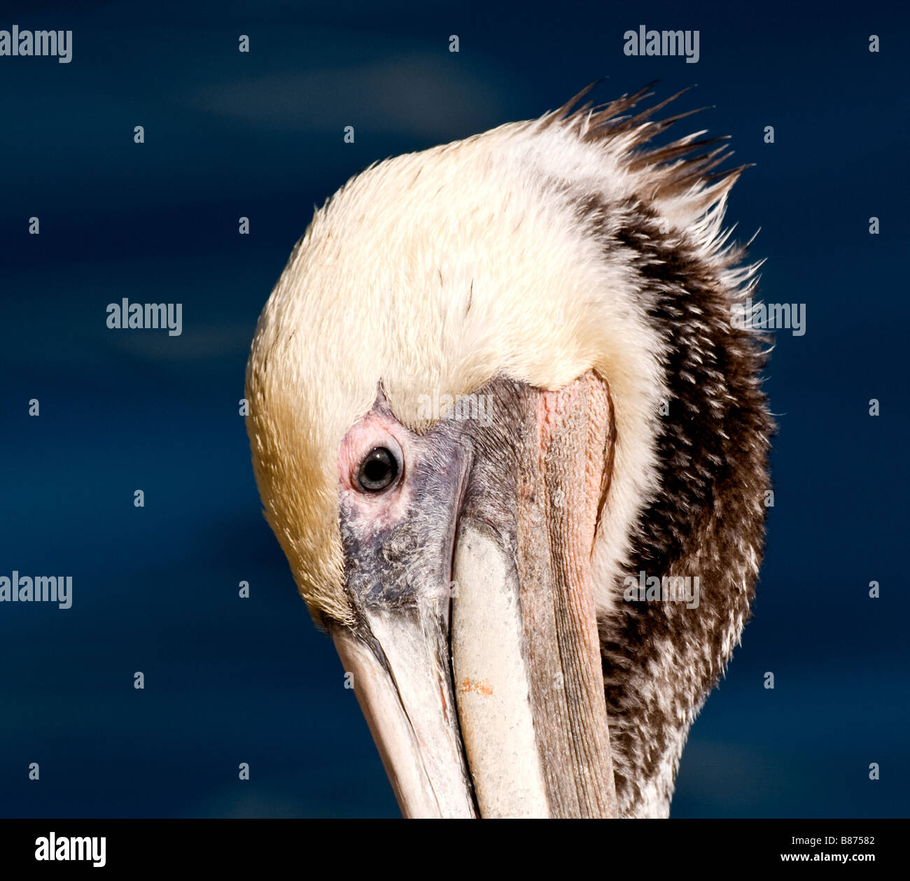 Auge in Auge.  Eine Nahaufnahme von einem kalifornischen Brown Pelican. Stock Fotografie von cahyman Stockfoto
