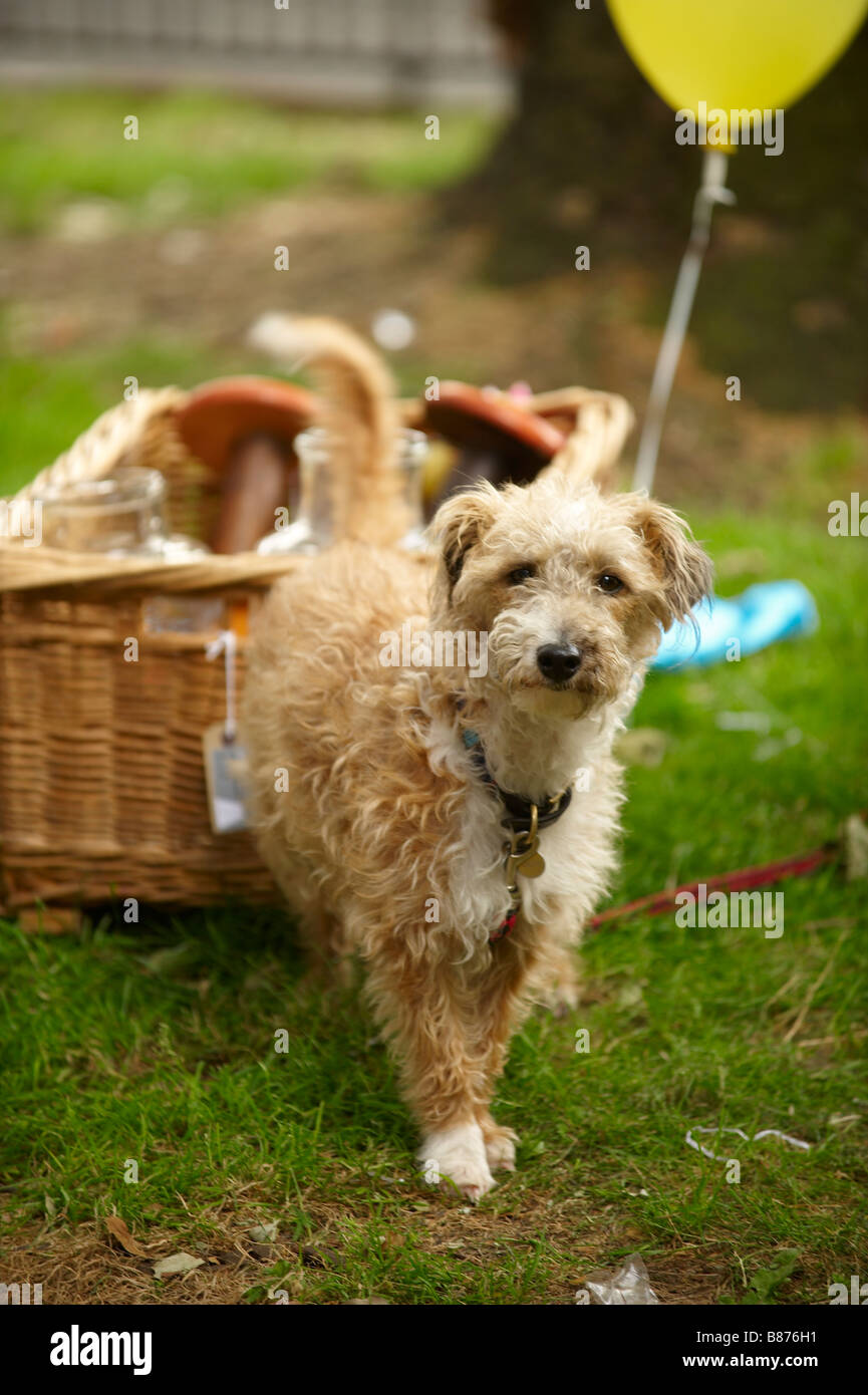 Hund bei Picknick Stockfoto