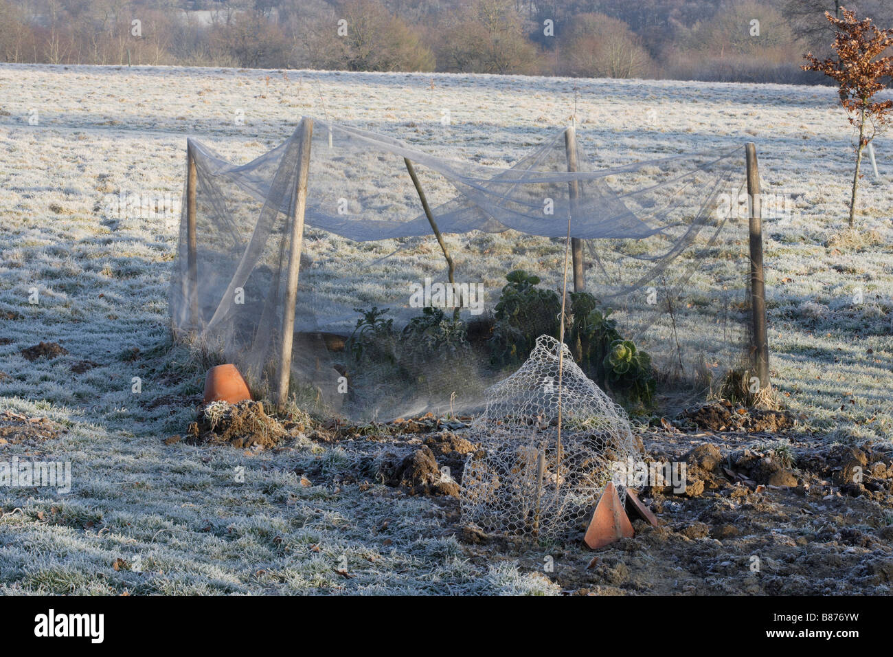 Gemüsegarten im winter Stockfoto
