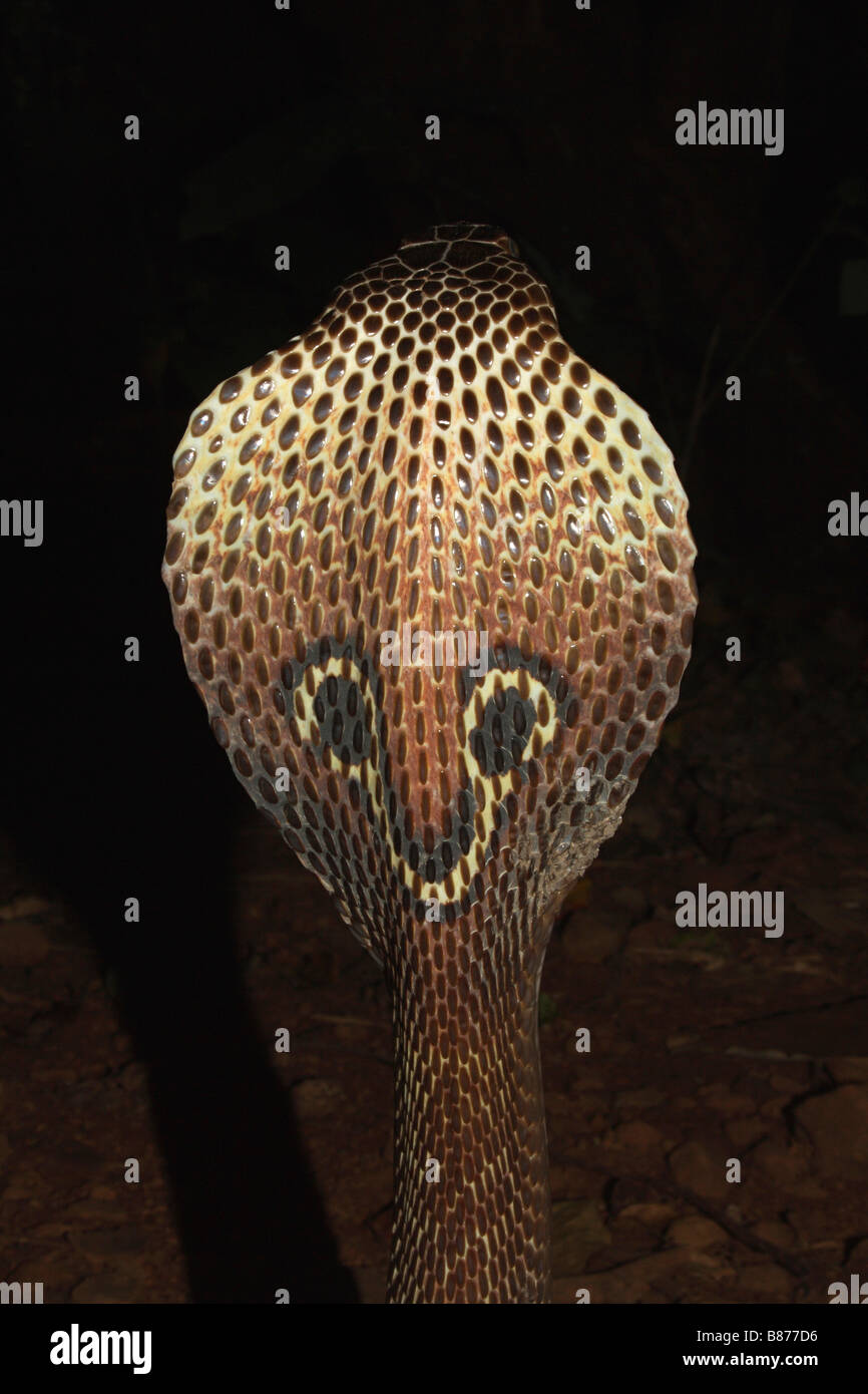 SPECTACLED COBRA. Naja Naja. Giftige, gemeinsame. Marol Polizei Camp, Andheri, Mumbai. Stockfoto