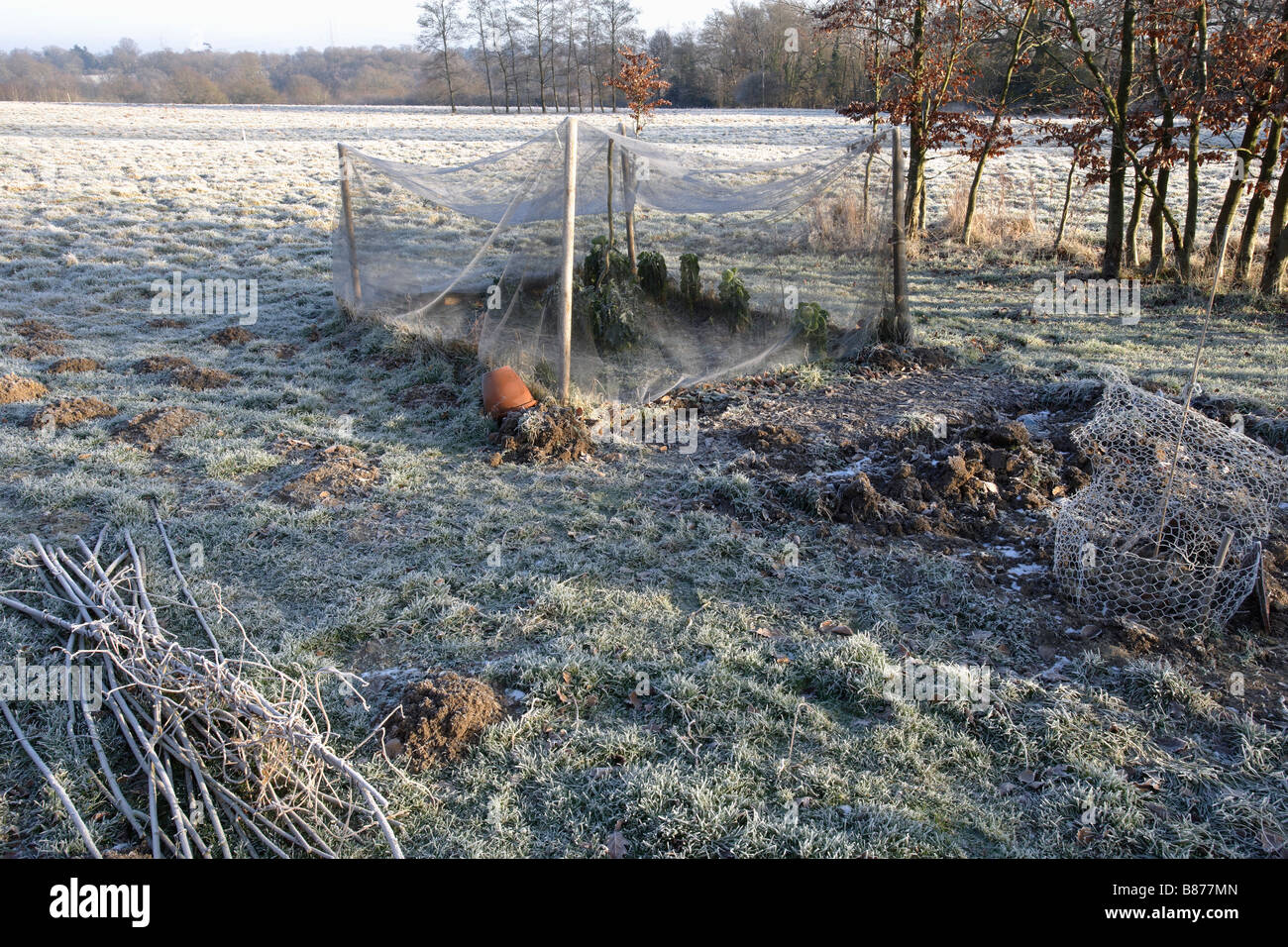 Gemüsegarten im winter Stockfoto