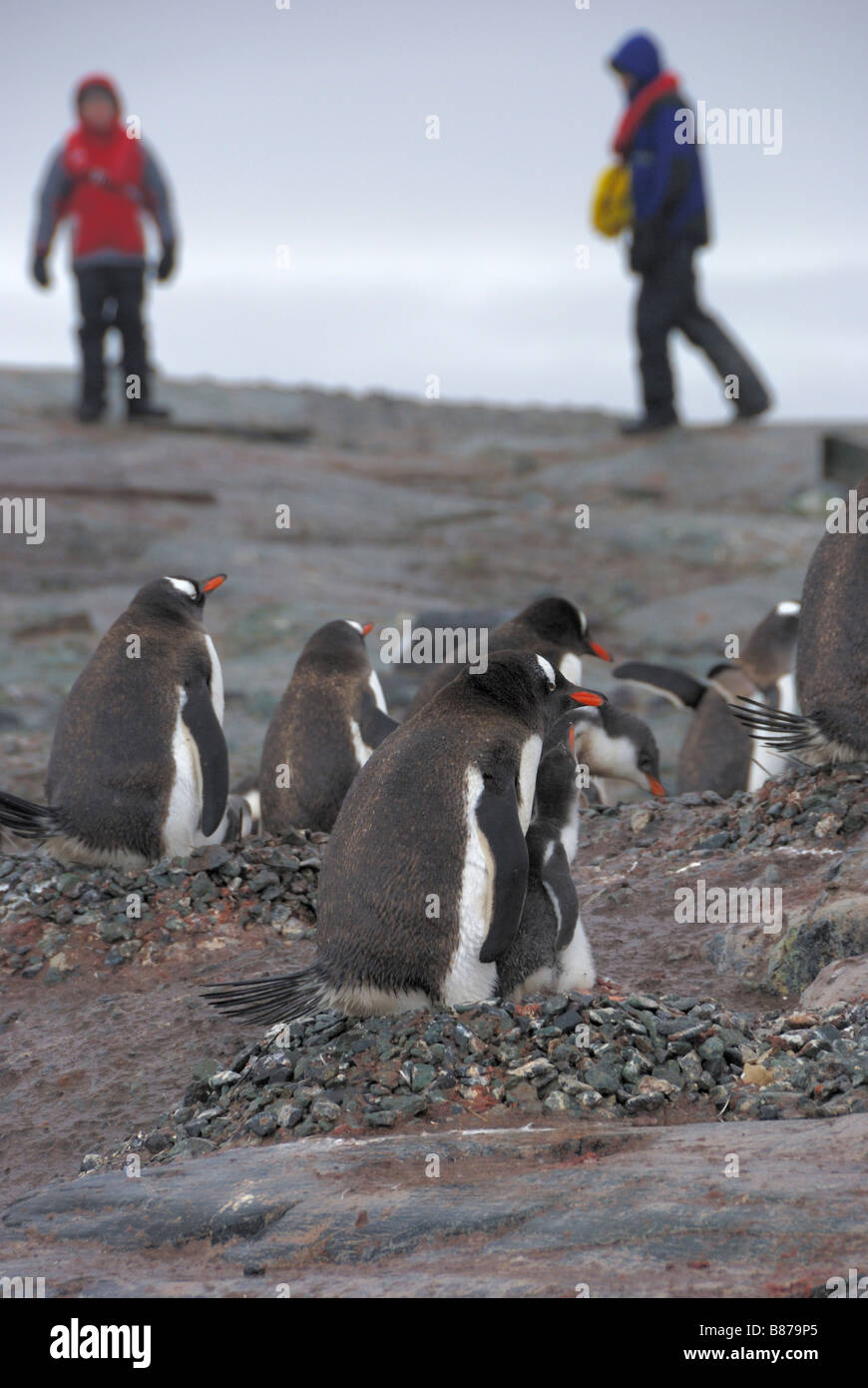 Gentoo Pengiuns Pygoscelis Papua mit Touristen im Hintergrund Mikklesen Hafen Trinity Island Antarktis Stockfoto