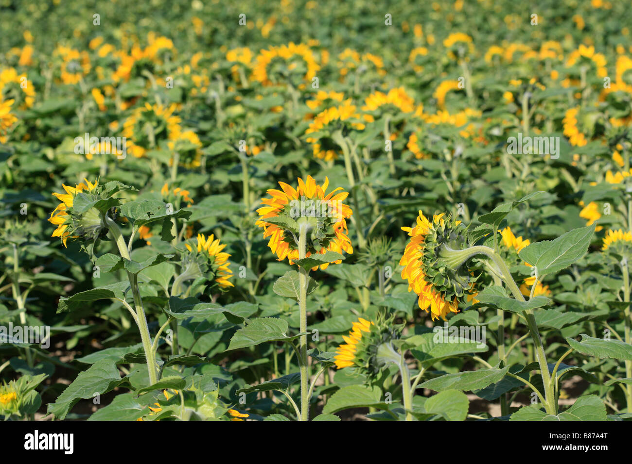 Nahaufnahme von Sonnenblumen Kopf im Feld Stockfoto