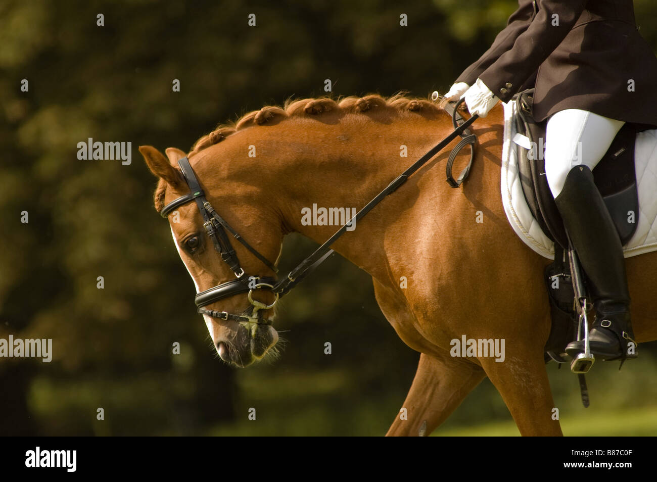 auf ein schönes Pferd Jockey Stockfoto