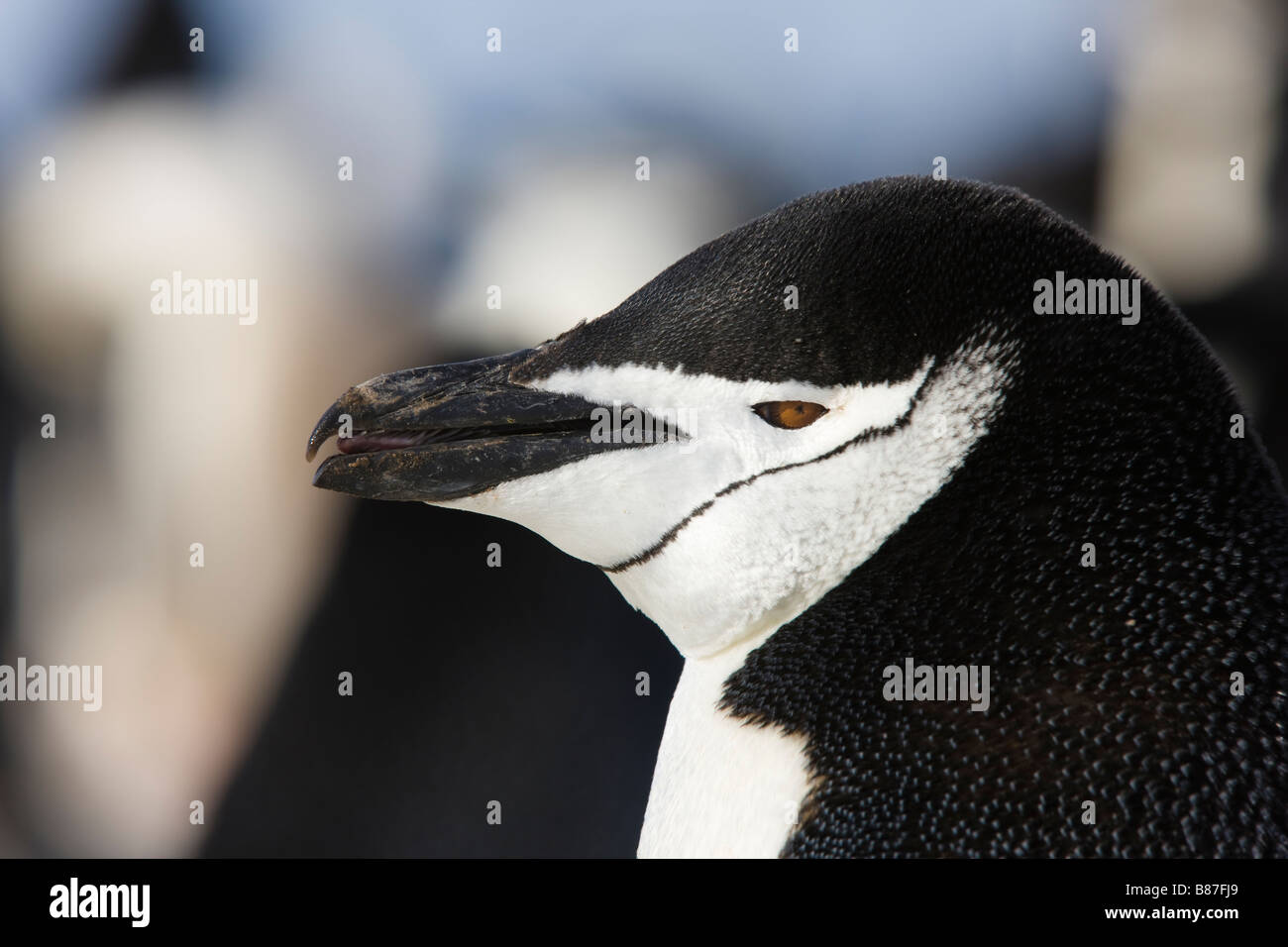Antarktis Kinnriemen Pinguin Pygoscelis Antarcticus Wild Stockfoto