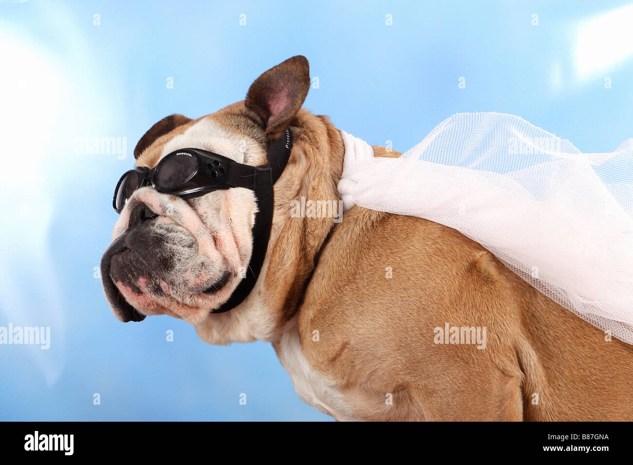 Englische Bulldogge mit Brille und Mantel Stockfotografie - Alamy