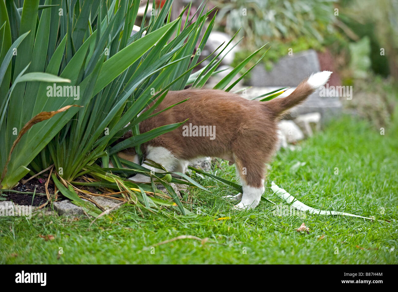 Australian Shepherd Hund - Welpe im Blumenbeet Stockfoto