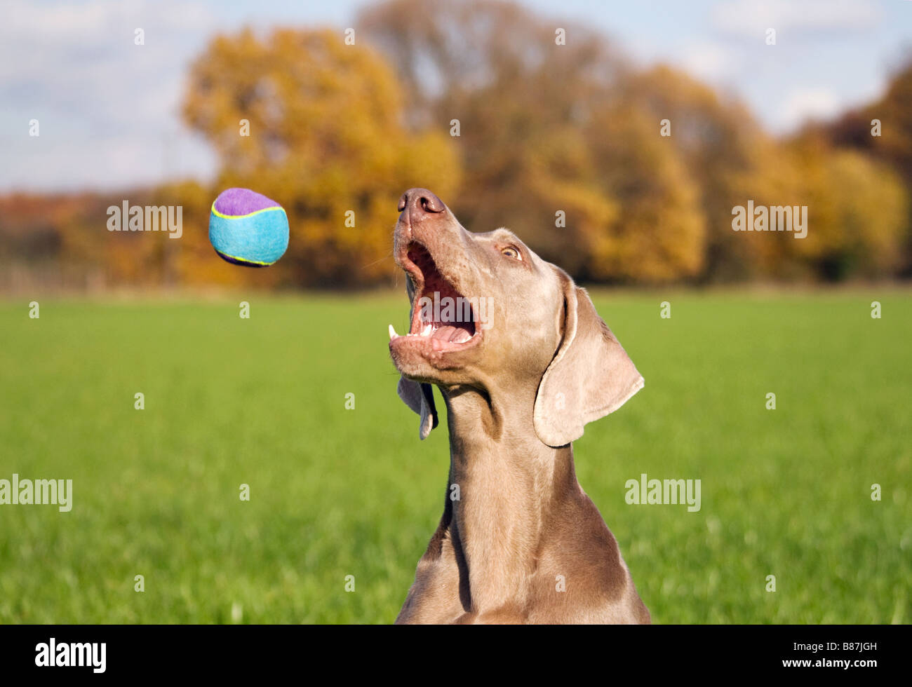 Weimaraner Hunde - Spiele mit ball Stockfoto