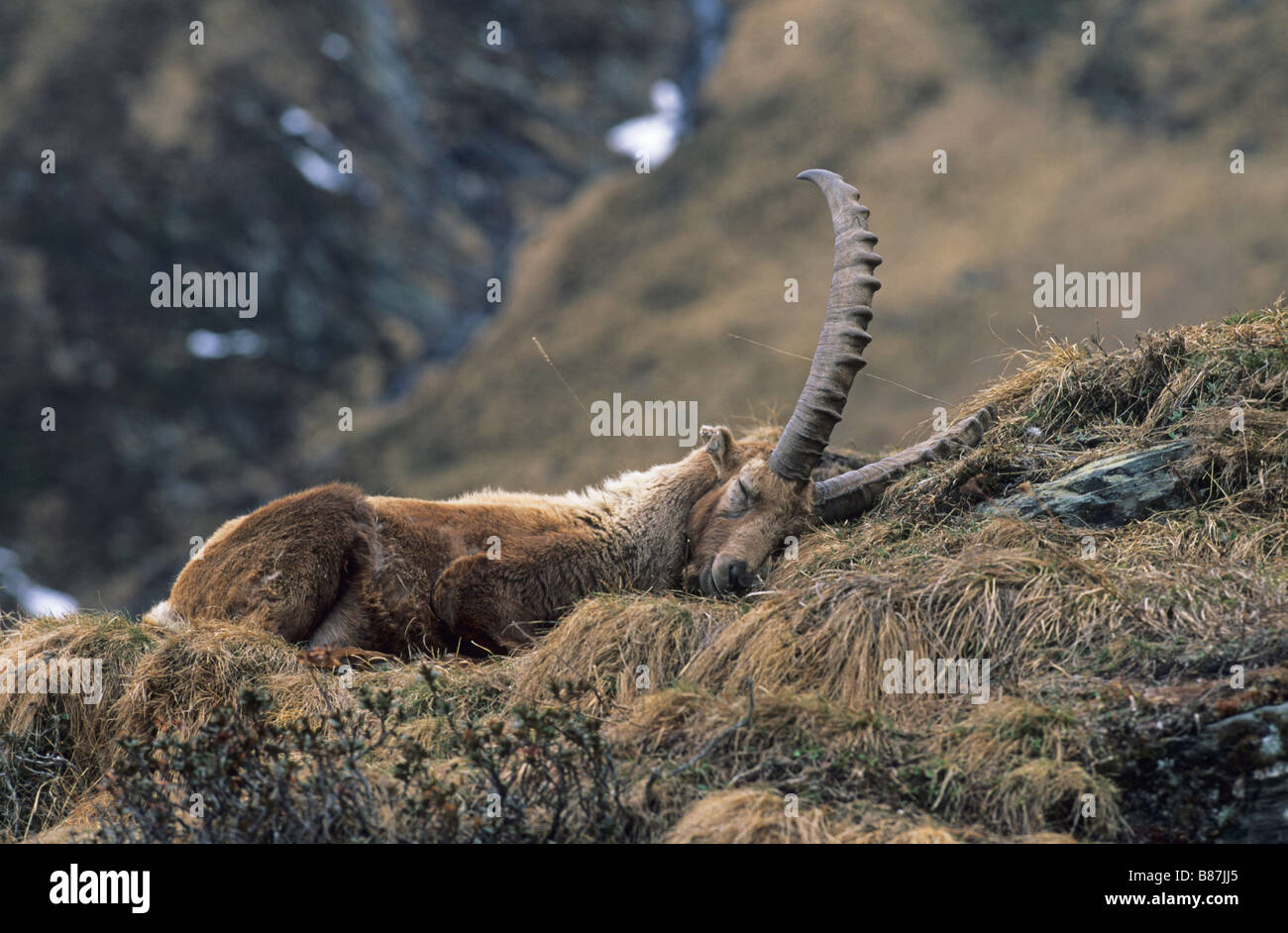Steinbock - schlafen / Capra Ibex Stockfoto