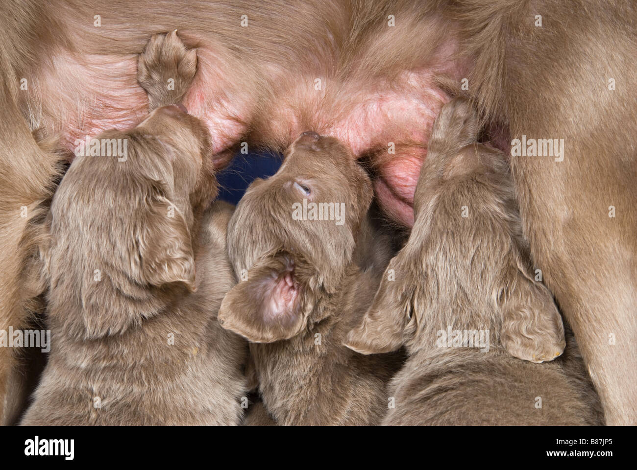 Weimaraner Hunde ihre Welpen Spanferkel Stockfoto