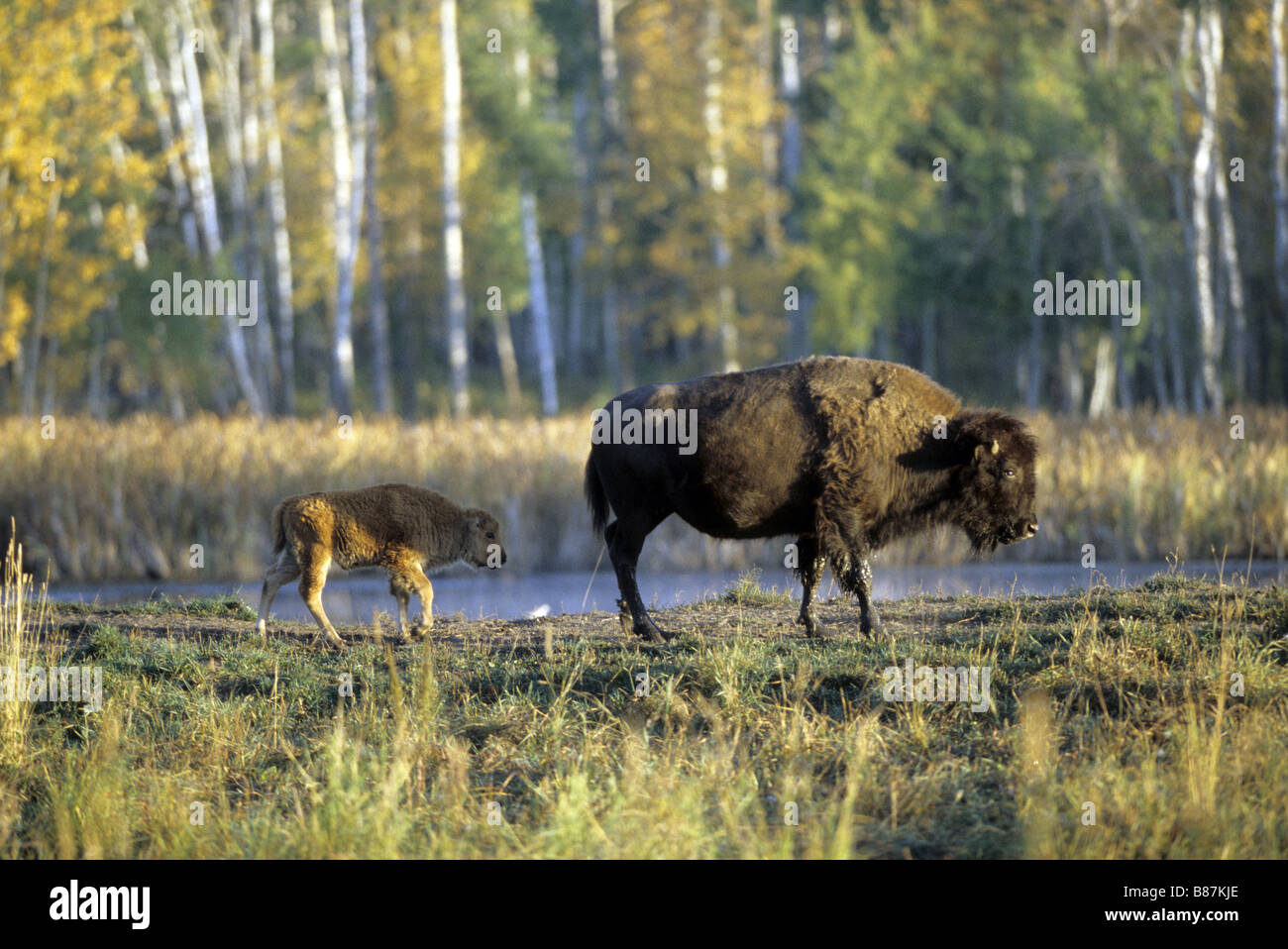 American Bison mit Cub / Bison Bison Stockfoto