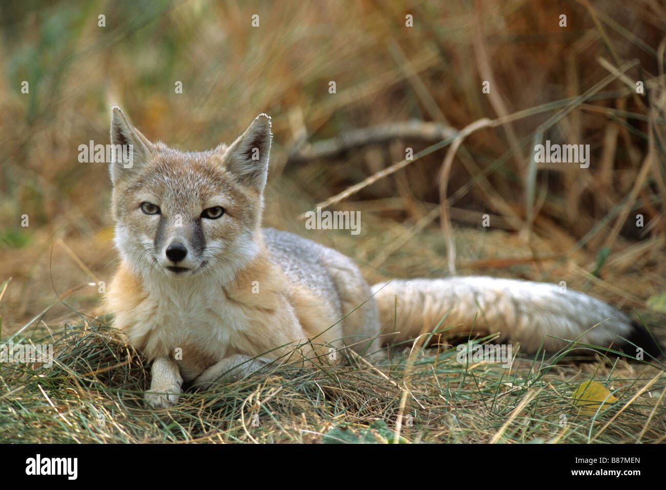 Rasche Fox - liegend / Vulpes Velox Stockfoto