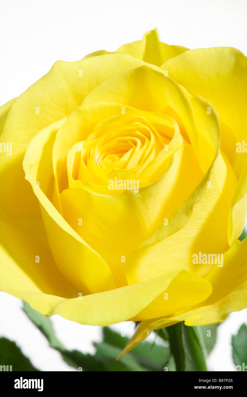 Blume in der Nähe bis gelben Kopf Rosenblüten Frühling weißen Hintergrund Stockfoto
