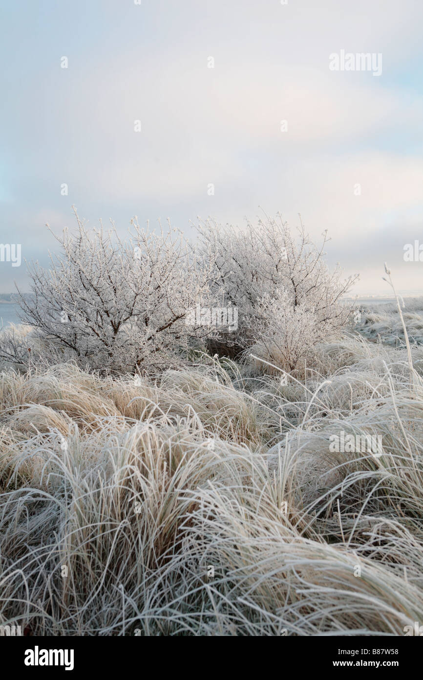 Frost bedeckt Strand Gräser Stockfoto