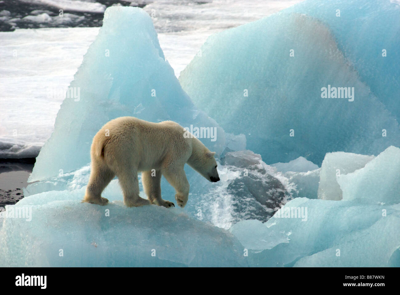 Cold Comfort. Junge Eisbären auf Futtersuche auf dem polaren Packeis Stockfoto