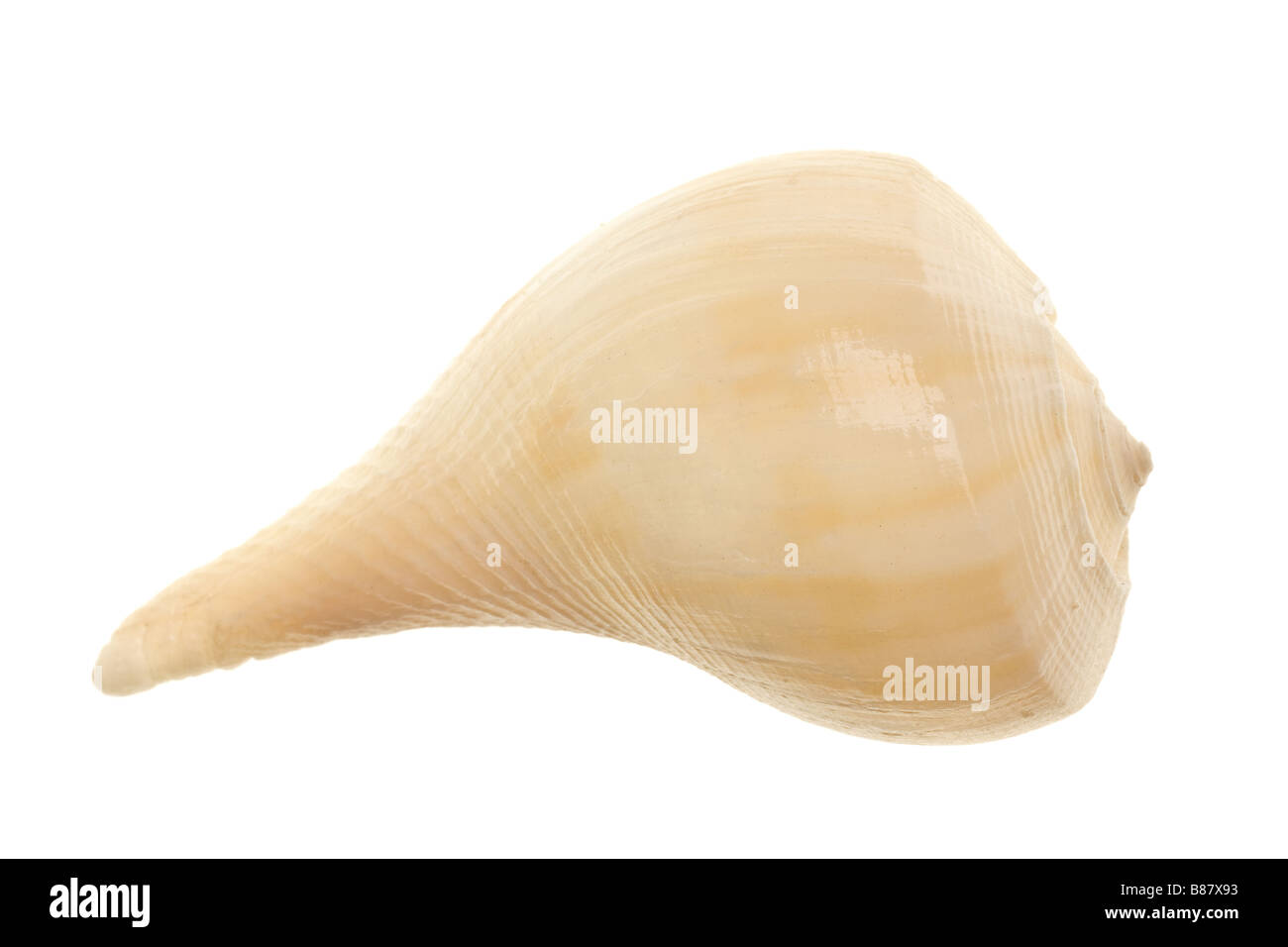 Seashell isoliert auf weißem Hintergrund Stockfoto