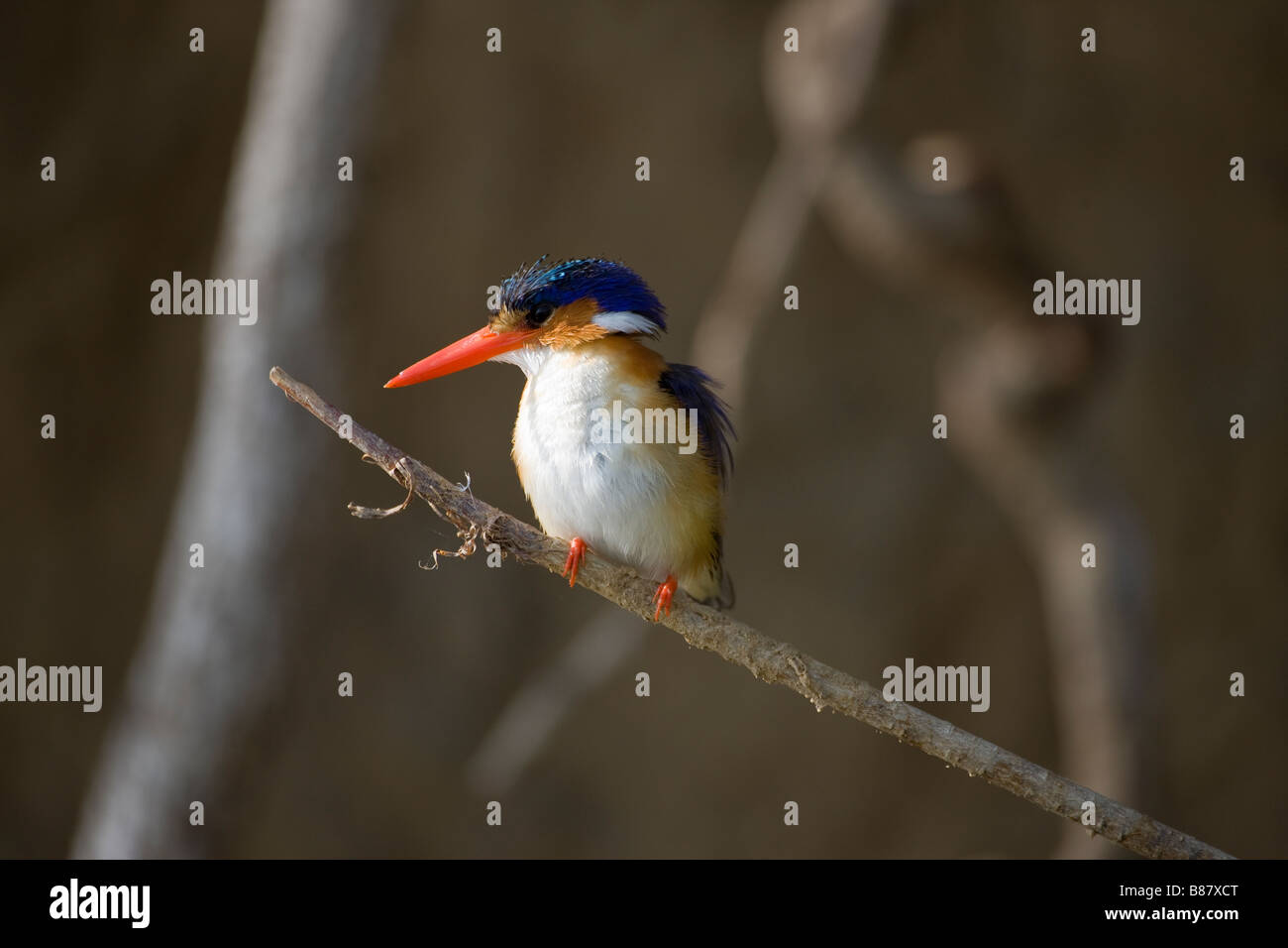 Weißer-breasted afrikanische Pygmy Kingfisher auf Ast, Okavango Panhandle, Botswana Stockfoto