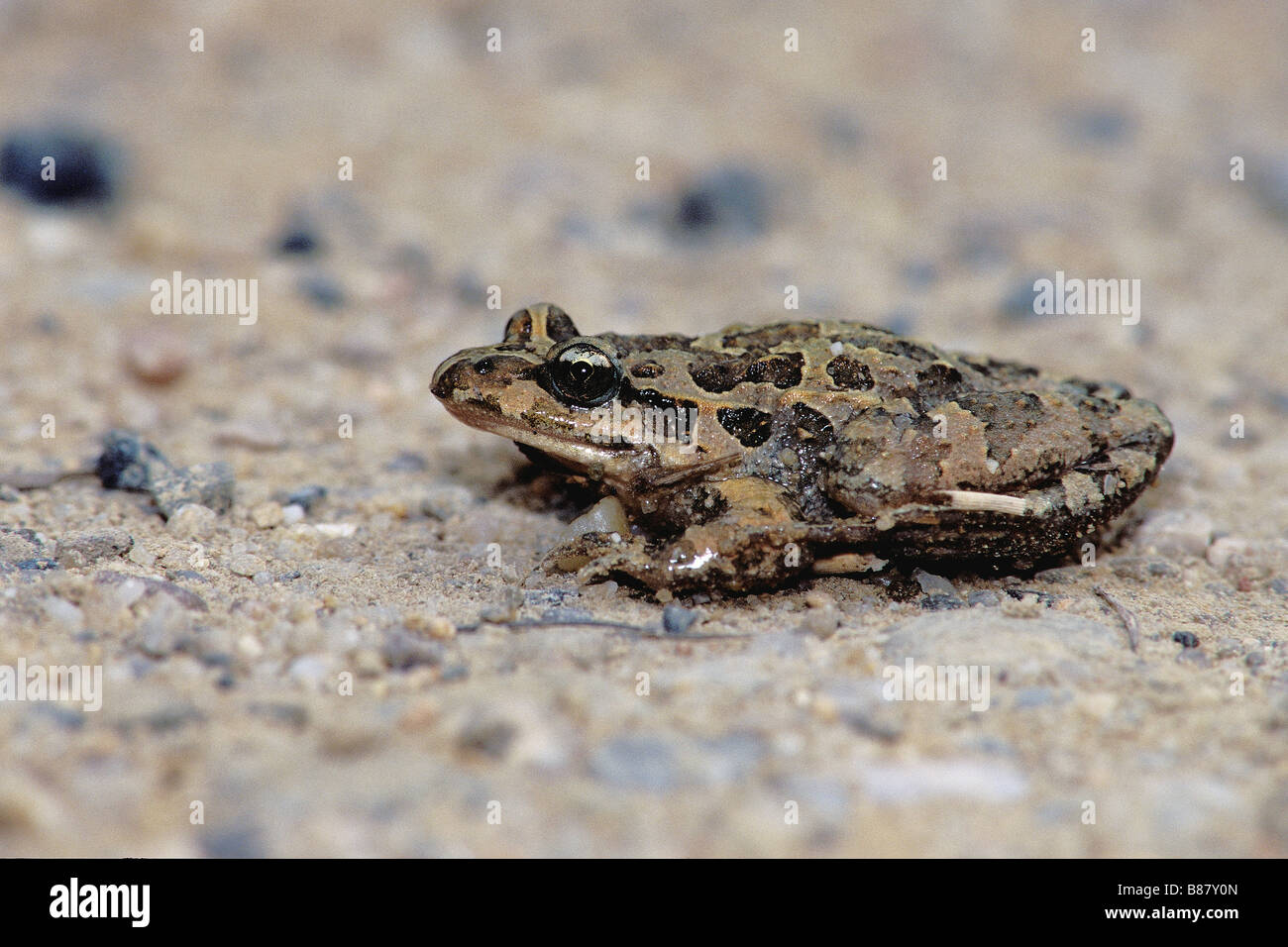 Grasfrosch Petersilie / Pelodytes Punctatus Stockfoto