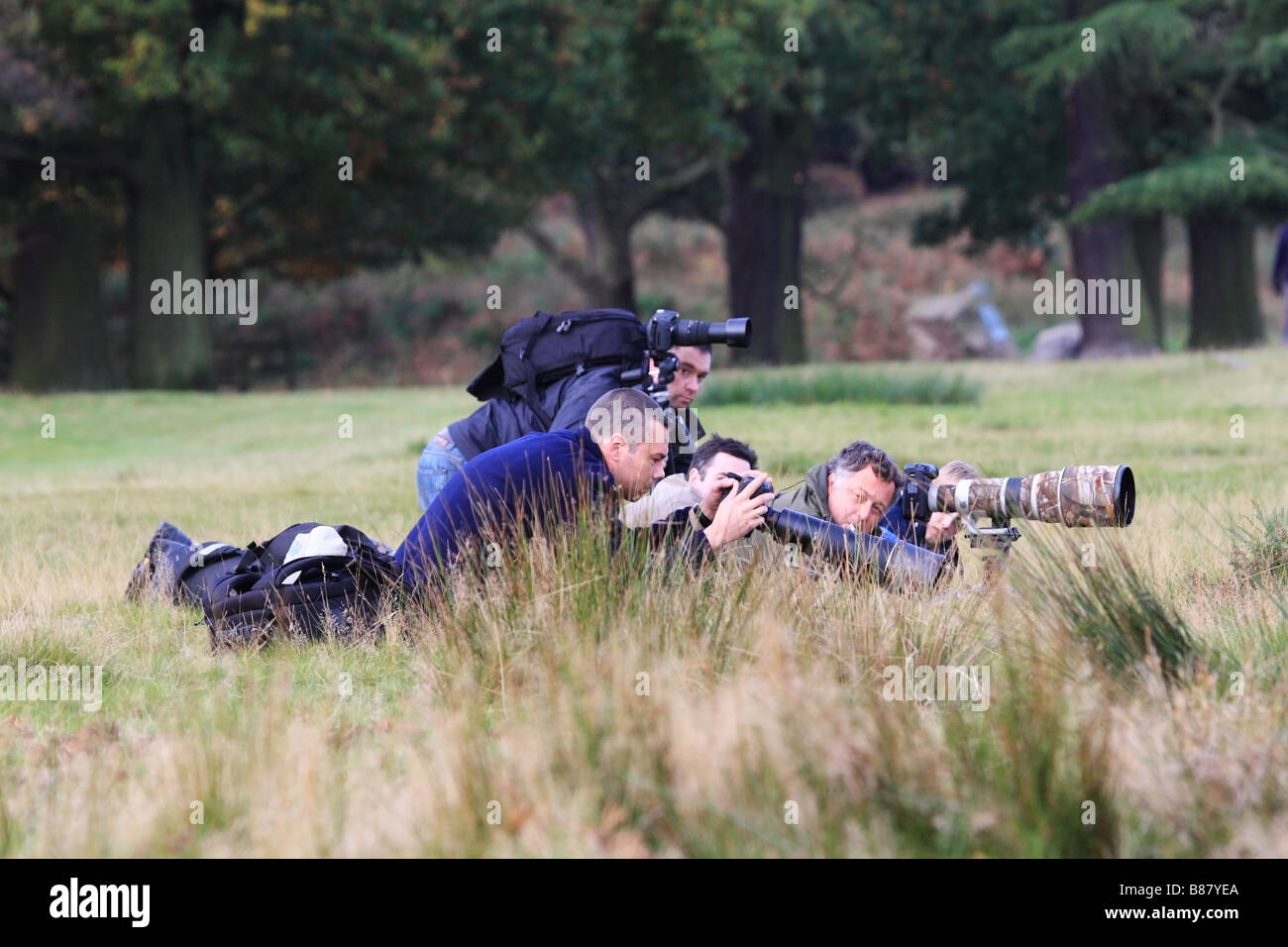 Eine Gruppe von Fotografen sicher Fotografieren der Roten Hirschbrunft UK Stockfoto