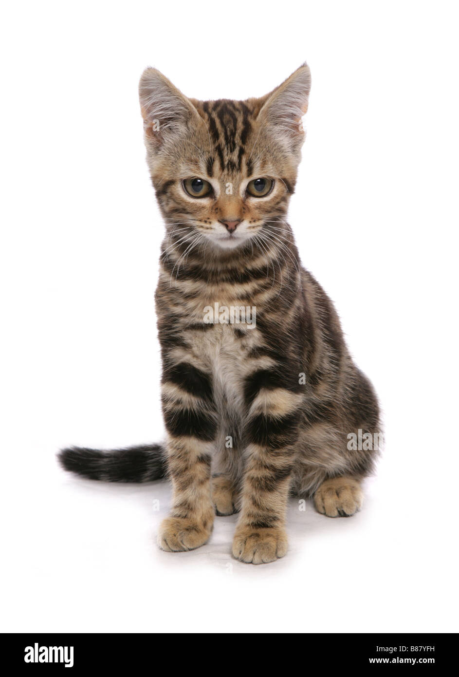 Tabby Kitten Katze studio Stockfoto