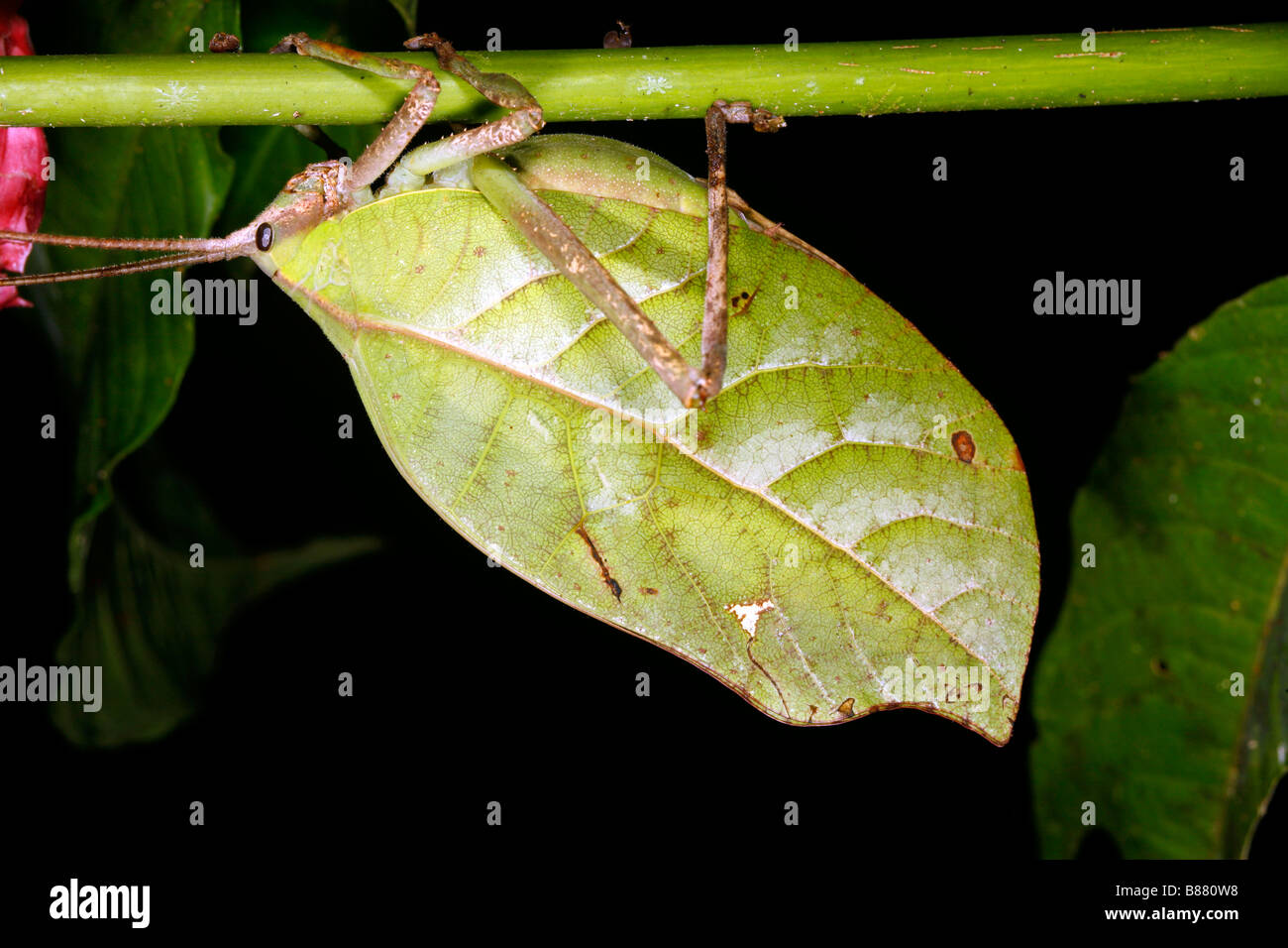 Leaf mimischen Grashuepfer Stockfoto