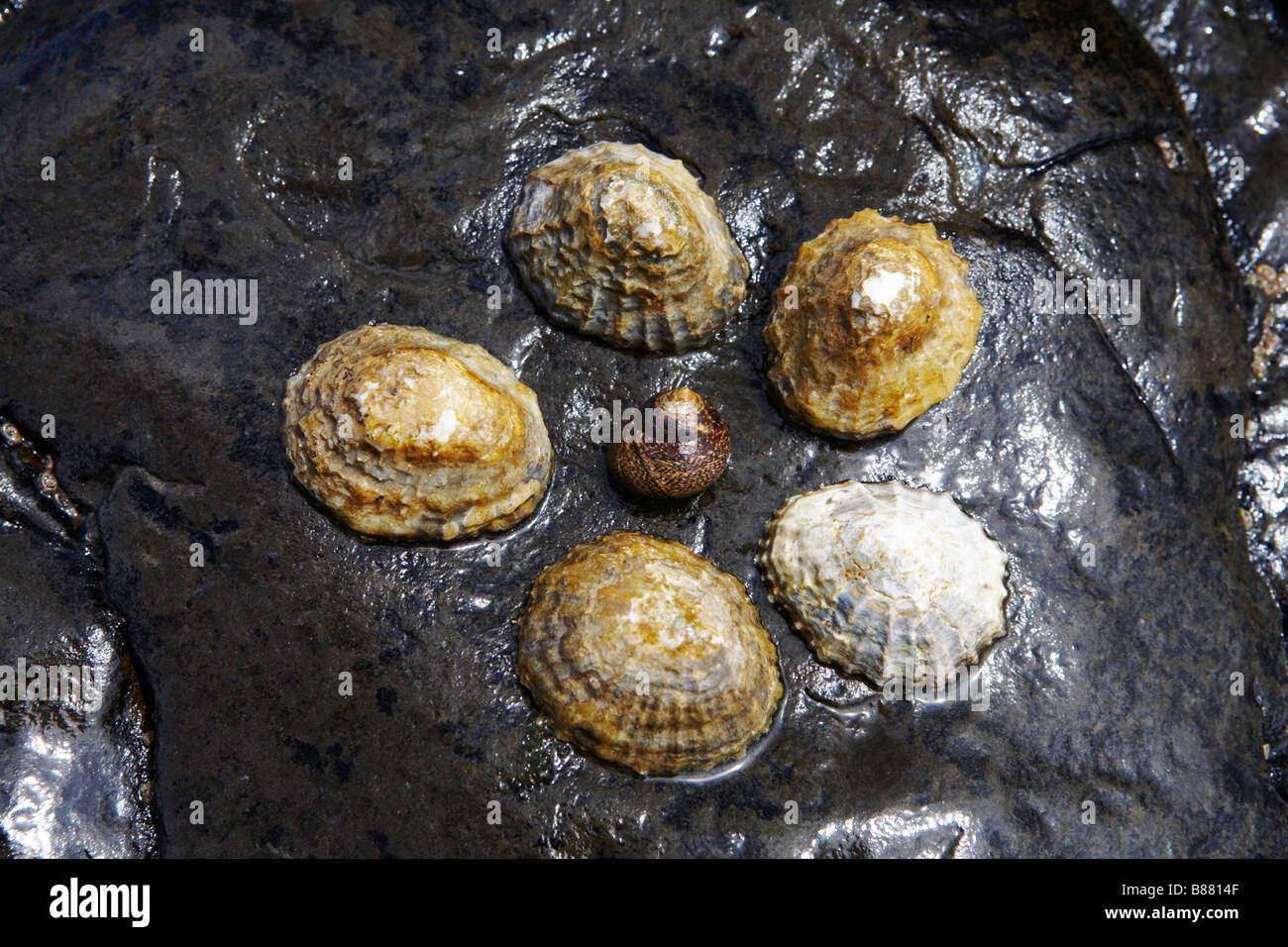 Muscheln, die rund um die Schnecke auf nassen Felsen bei Ebbe Stockfoto