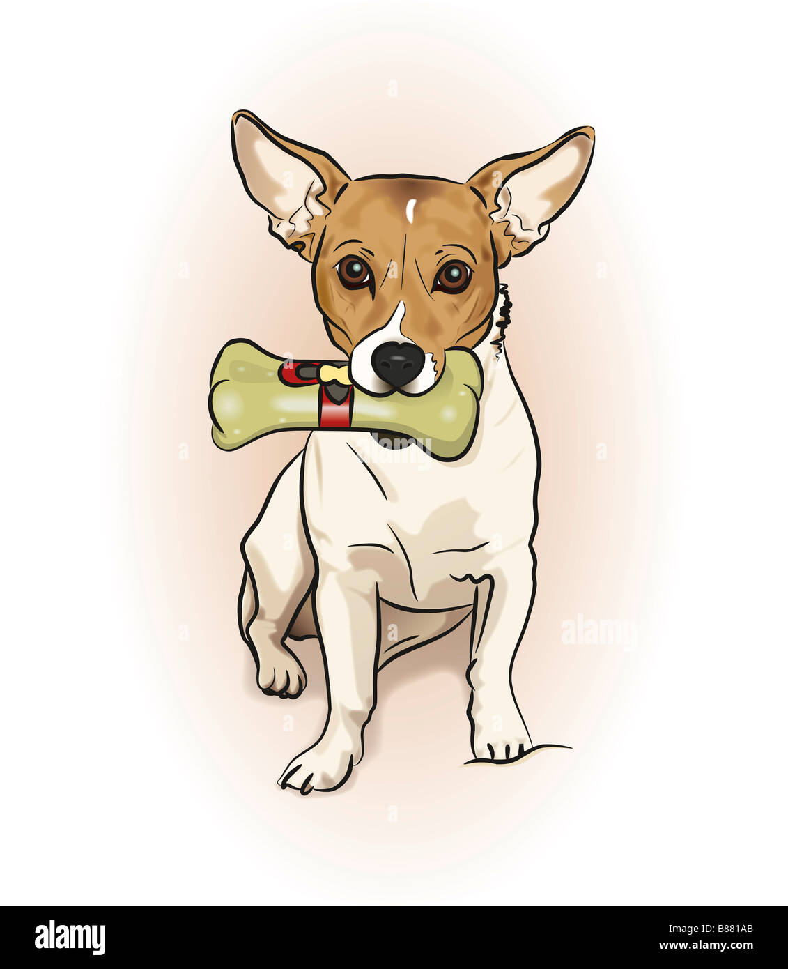 Beispiel für einen Jack Russell-Hund mit einem Knochen Stockfoto