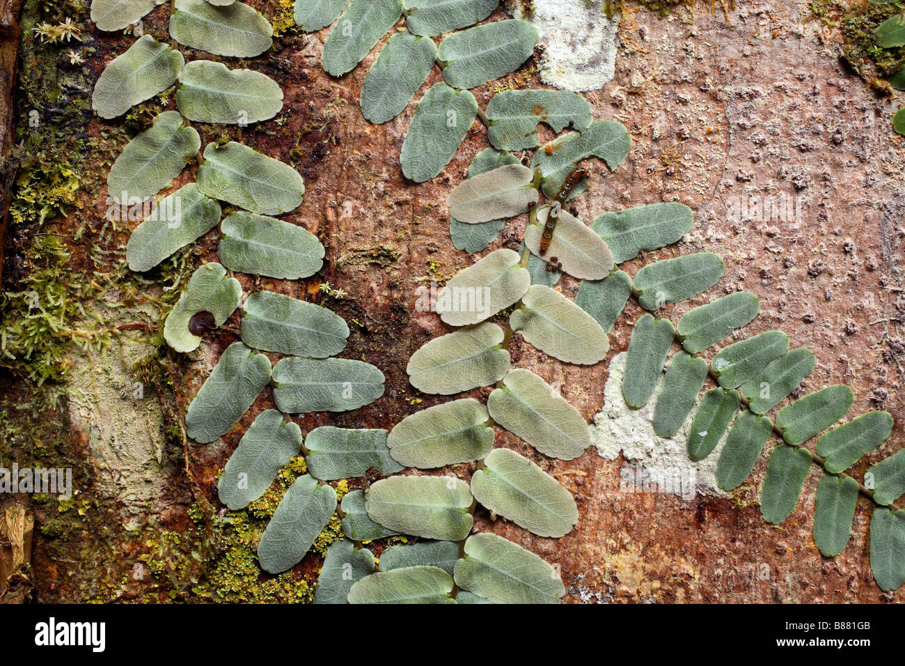 Kletterpflanze auf einen Strebepfeiler Stamm einer Regenwald-Struktur mit caterpilar Stockfoto