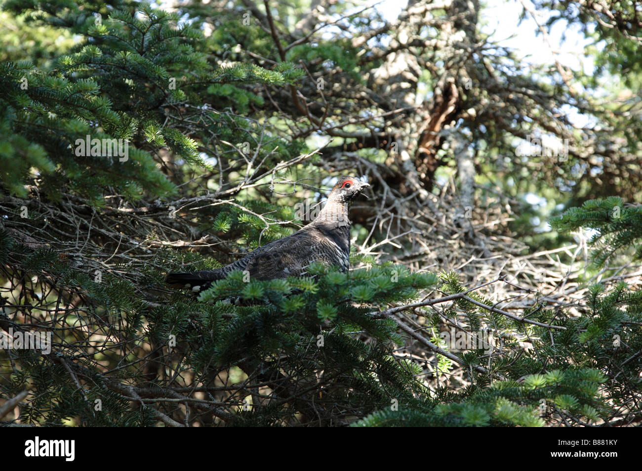 Eine Klage auf der Seite von Beaver Brook Trail während der Sommermonate in den Weißen Bergen New Hampshire USA Stockfoto