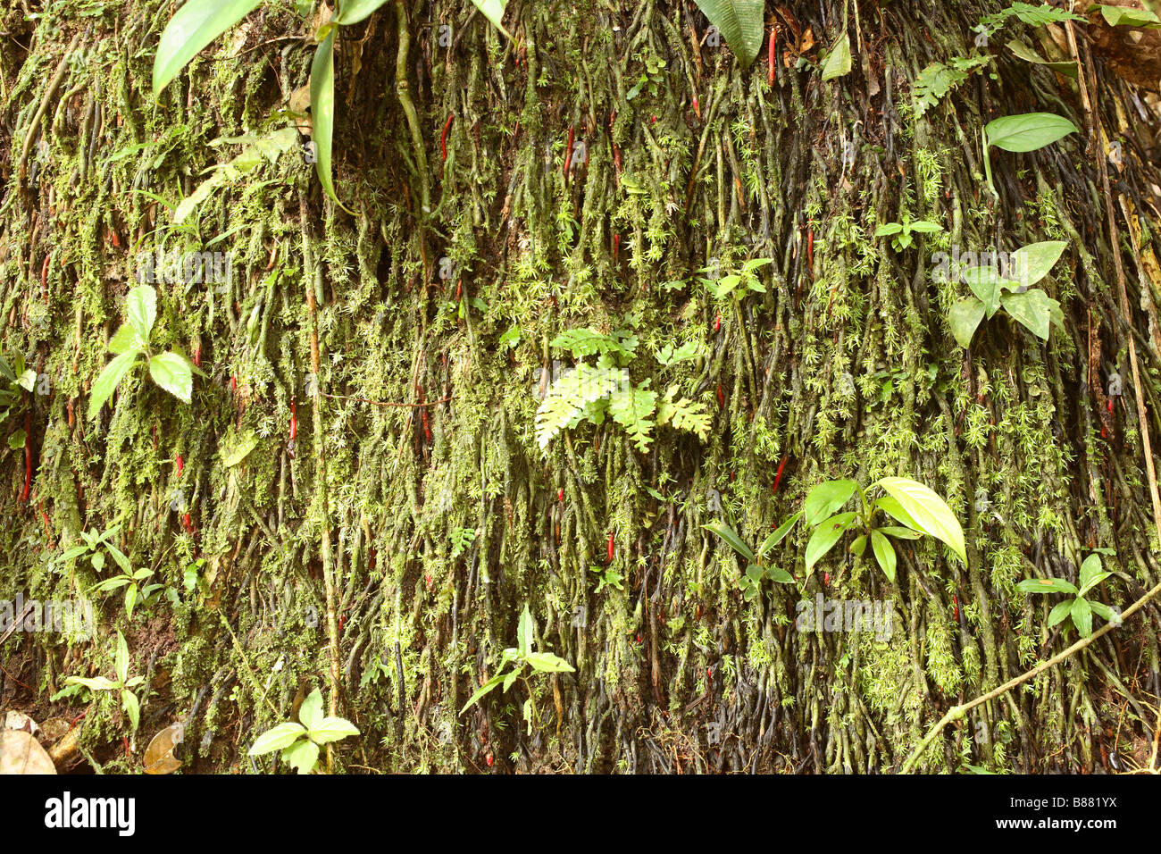 Farne und Moose auf Palm Wurzeln im ecuadorianischen Amazonasgebiet wächst Stockfoto
