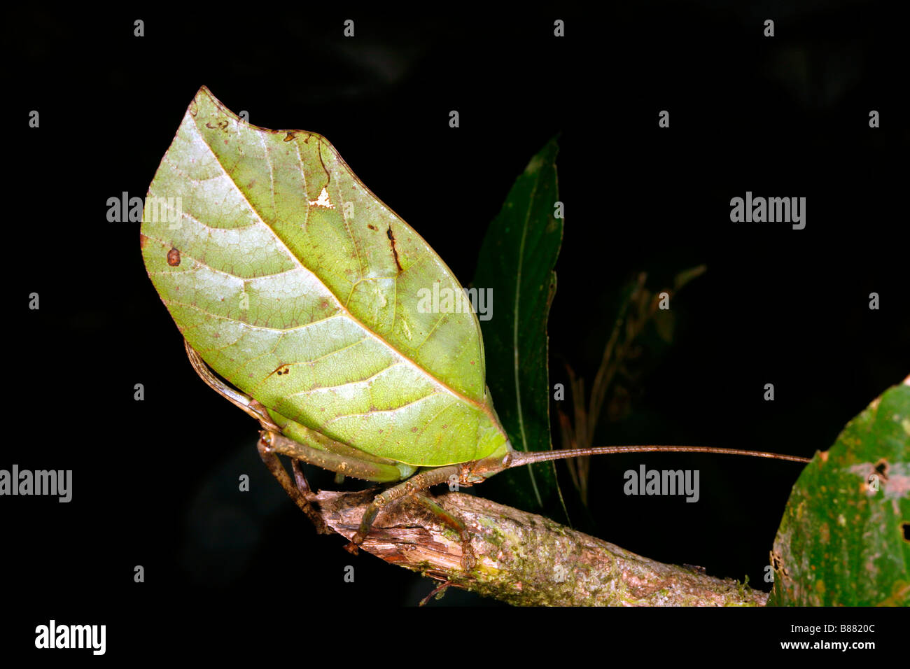Leaf mimischen Grashuepfer Stockfoto