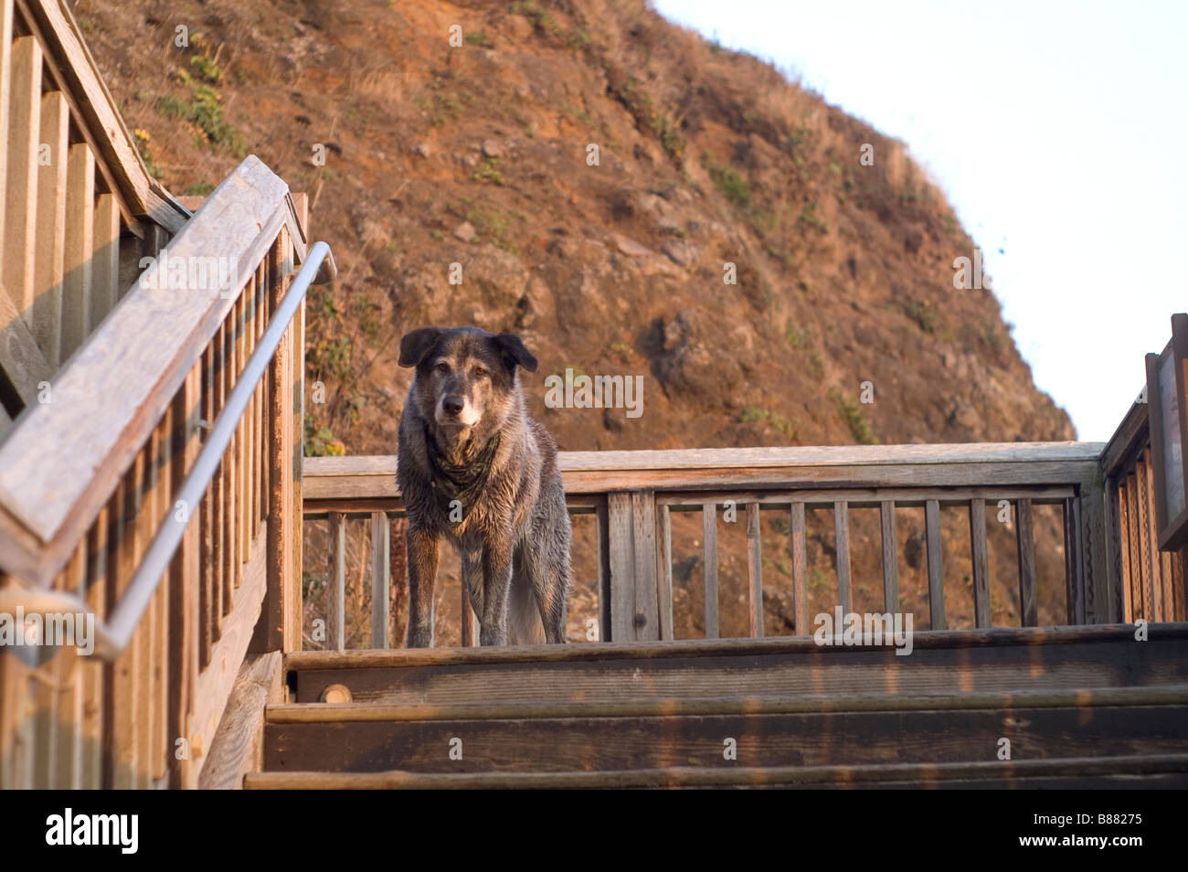 Große Black und White Canine Dog Wolfhound Lab auf dem Land geht die Schritte am Oregon Strand nach einem Sprung Stockfoto