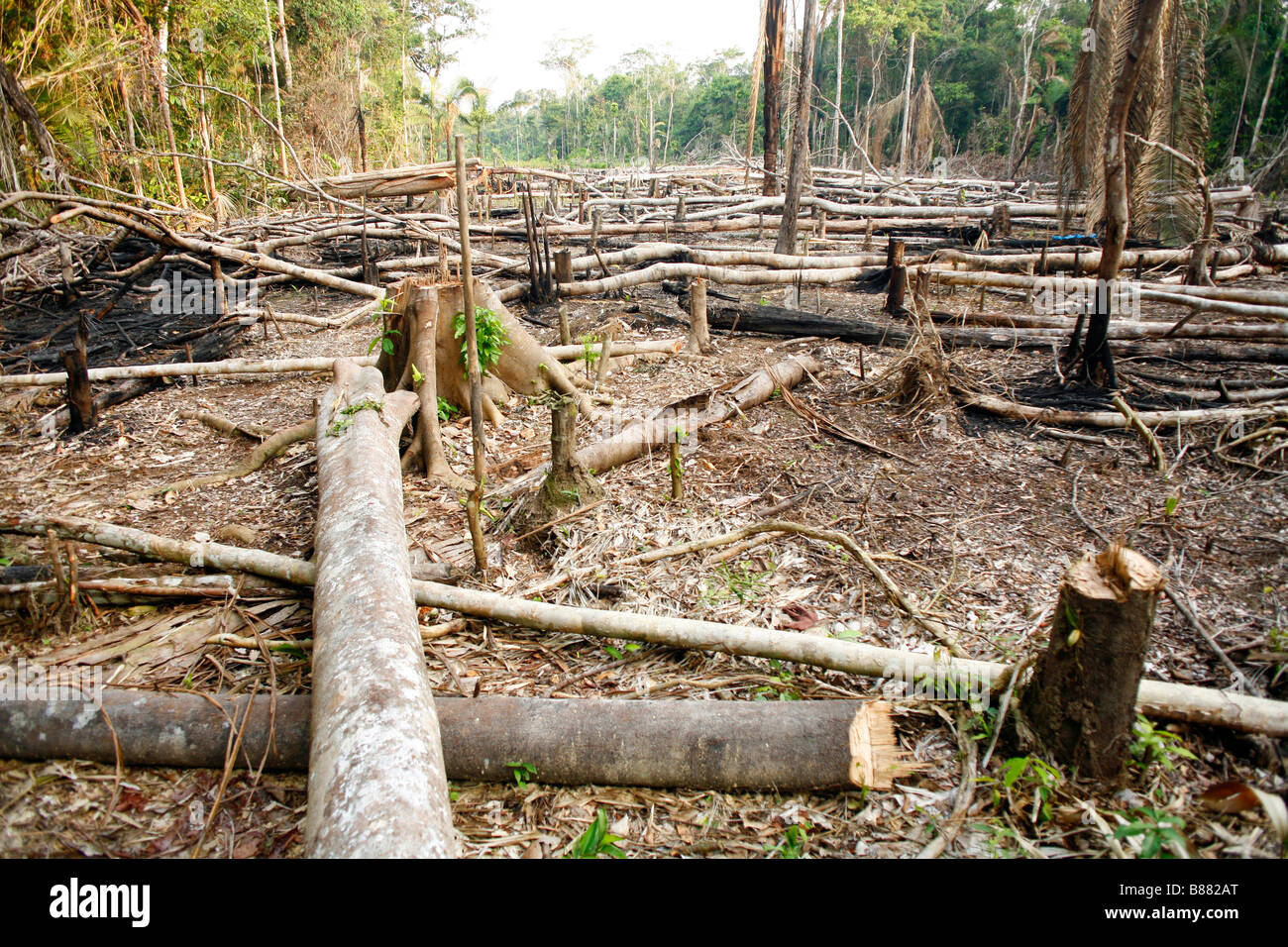 Schrägstrich und brennen Landwirtschaft im peruanischen Amazonasgebiet Stockfoto