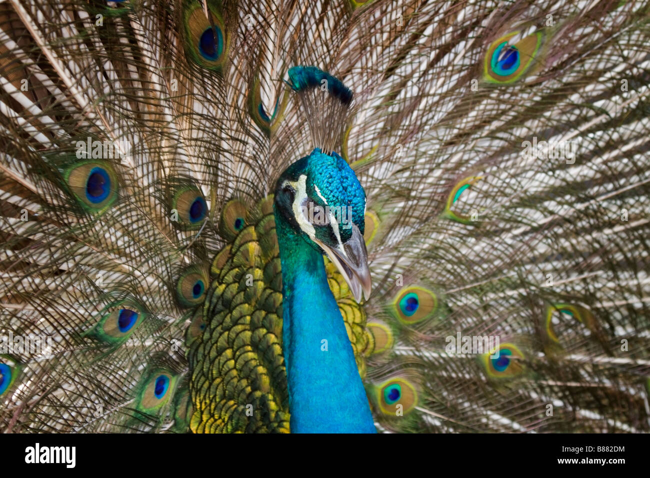 Indischen Pfauen Pavo cristatus Stockfoto