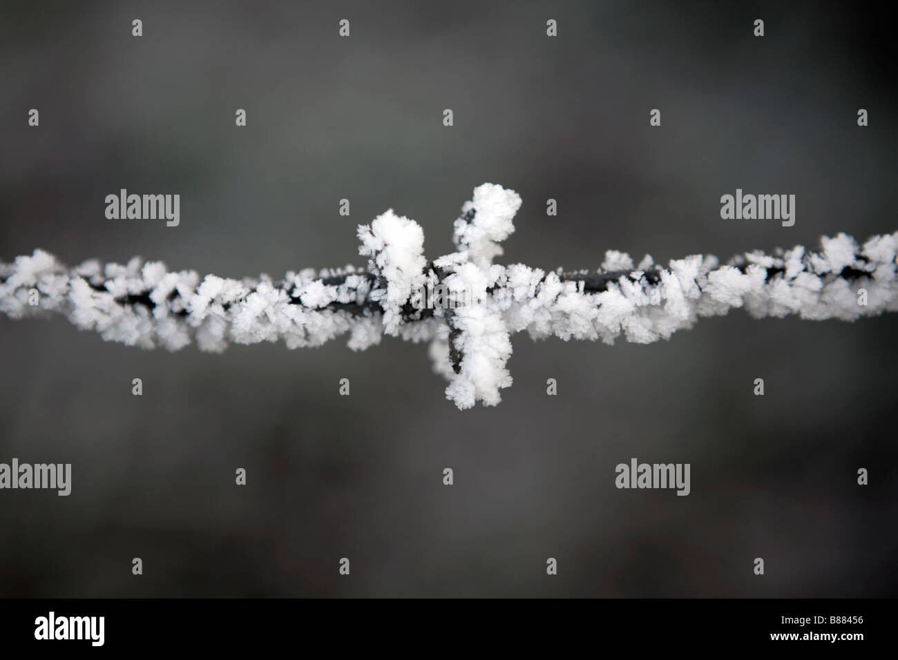Frost bedeckt Stacheldrahtzaun Stockfoto