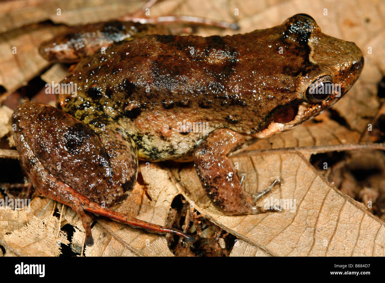 Zwerg-Dschungel-Frosch (Leptodactylus Wagneri) aus dem peruanischen Amazonas Stockfoto
