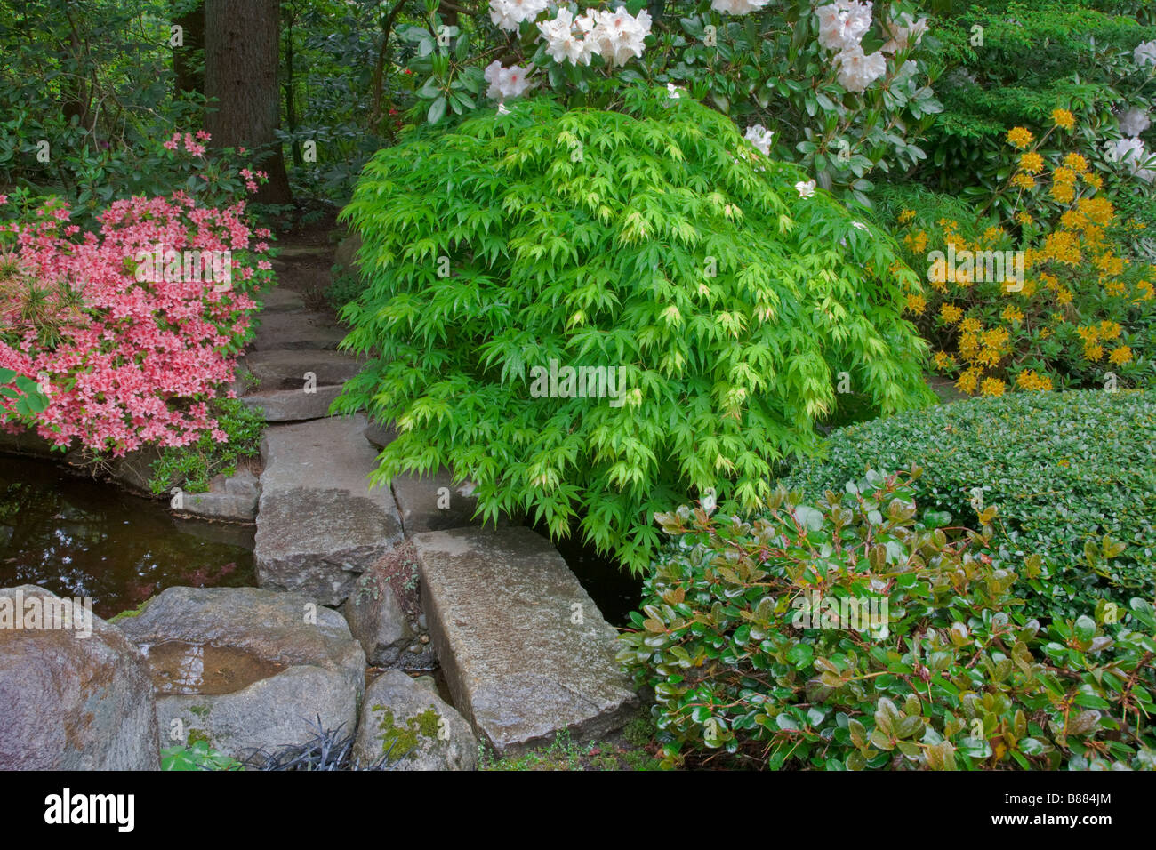 Woodinville, WA: Japanischer Garten mit steinernen Gehweg blühenden Rhododendren und Azaleen im walisischen Heiligtum Stockfoto