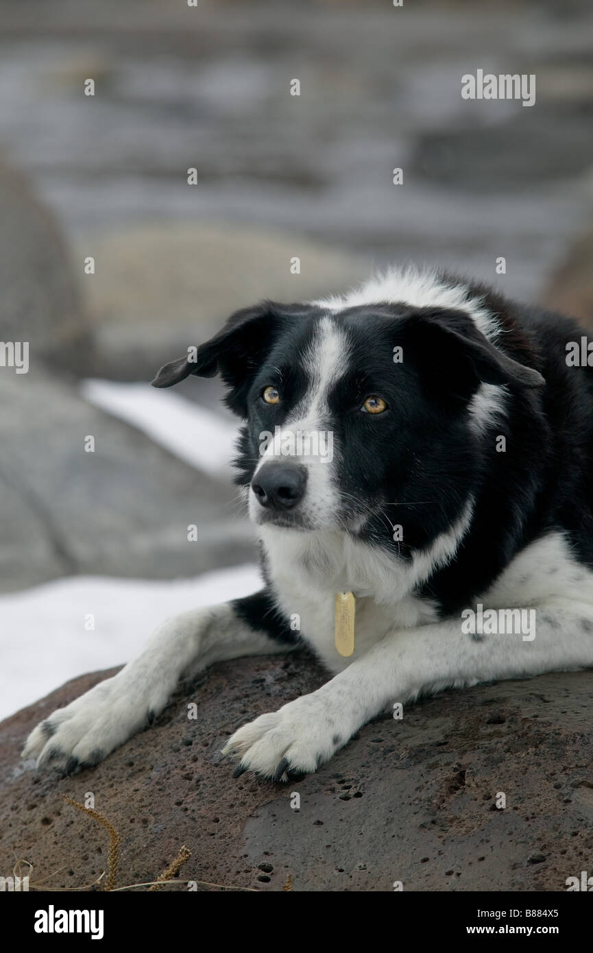Reinrassige Border-Collie Hund Stockfoto