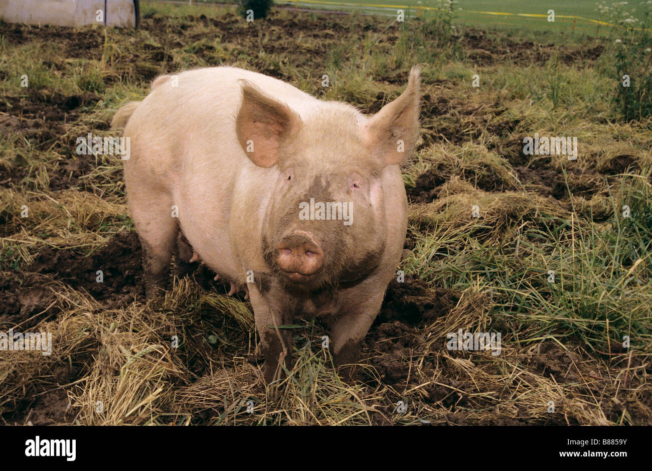 Hausschwein - stehend im Schlamm Stockfoto