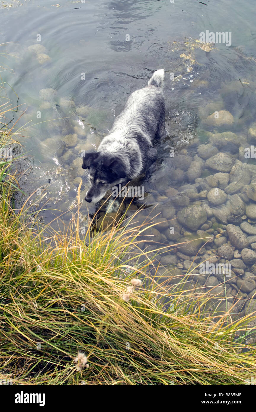 Big Black And White Eckzahn Hund auf dem Land auf See Stanley Idaho Sägezahn Range Stockfoto