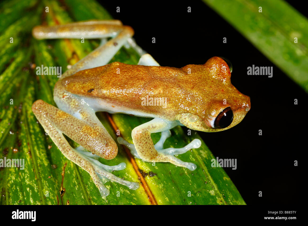 Nymphe Treefrog (Hypsiboas Nympha) aus dem peruanischen Amazonas Stockfoto