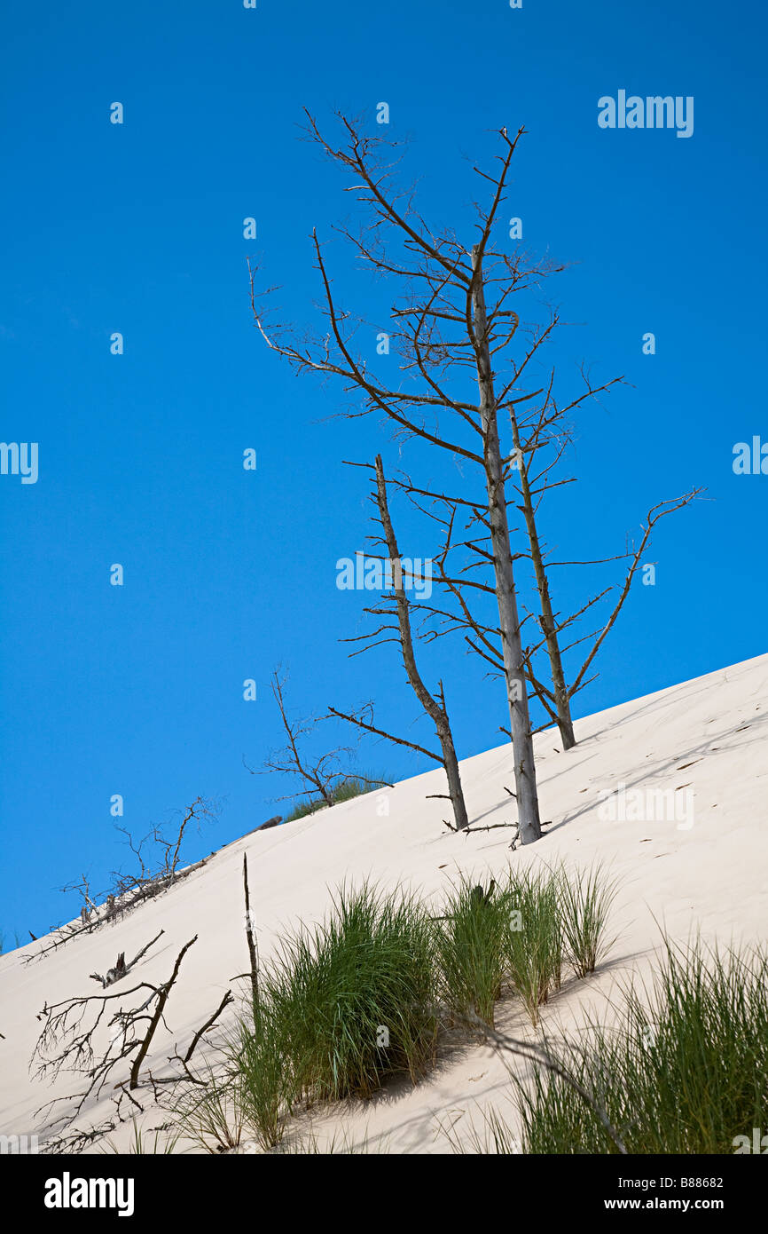 Lacka Gora Dünen bewegen Vorder-umstoßen und begrub Wald von Bäumen Slowinski Nationalpark Leba Polen Stockfoto