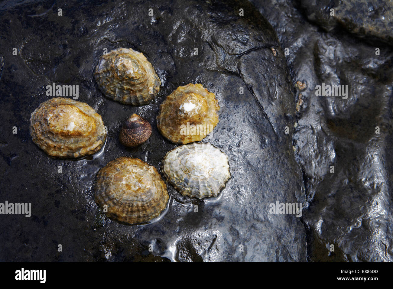 Muscheln, die rund um die Schnecke auf nassen Felsen bei Ebbe Stockfoto