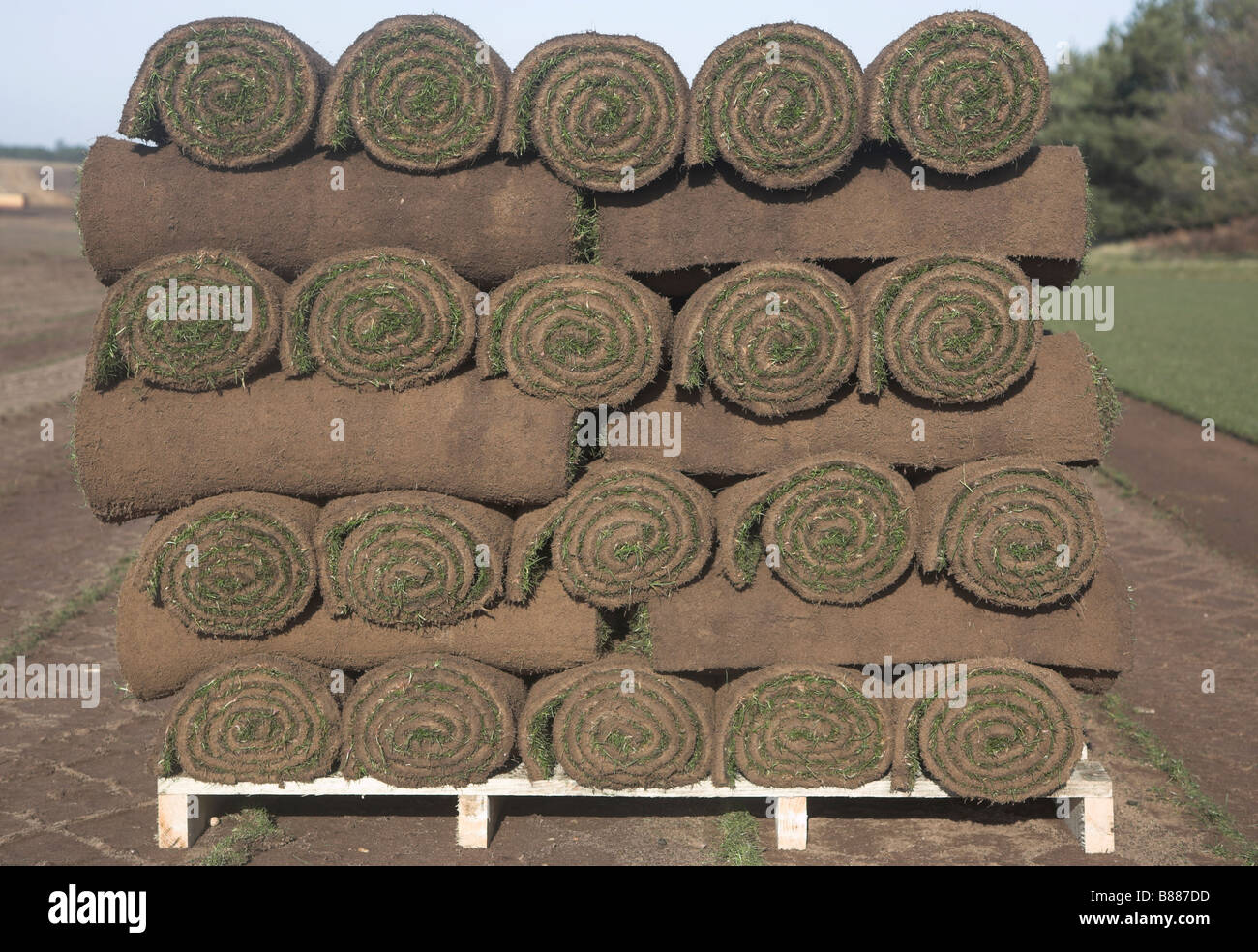 Kommerzielle Rasen Rasen schneiden Sutton Suffolk England Stockfoto