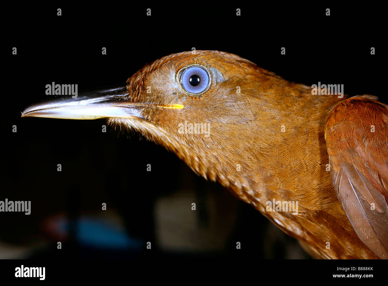 Baumsteiger (Familie Dendrocolaptidae) aus dem peruanischen Amazonas Stockfoto
