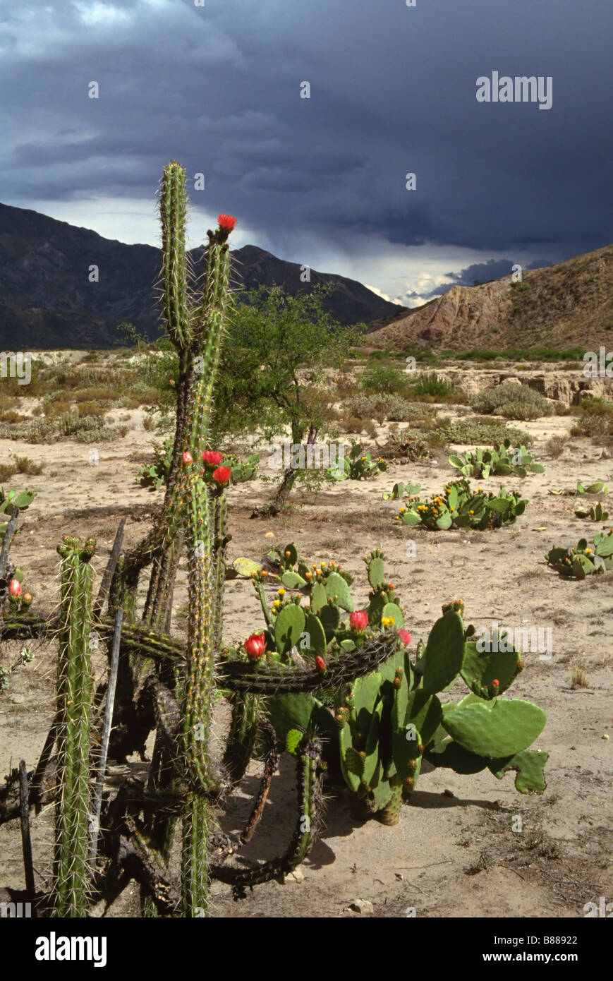 Cactus mit roten Blumen wachsen auf dem bolivianischen Altiplano. Stockfoto
