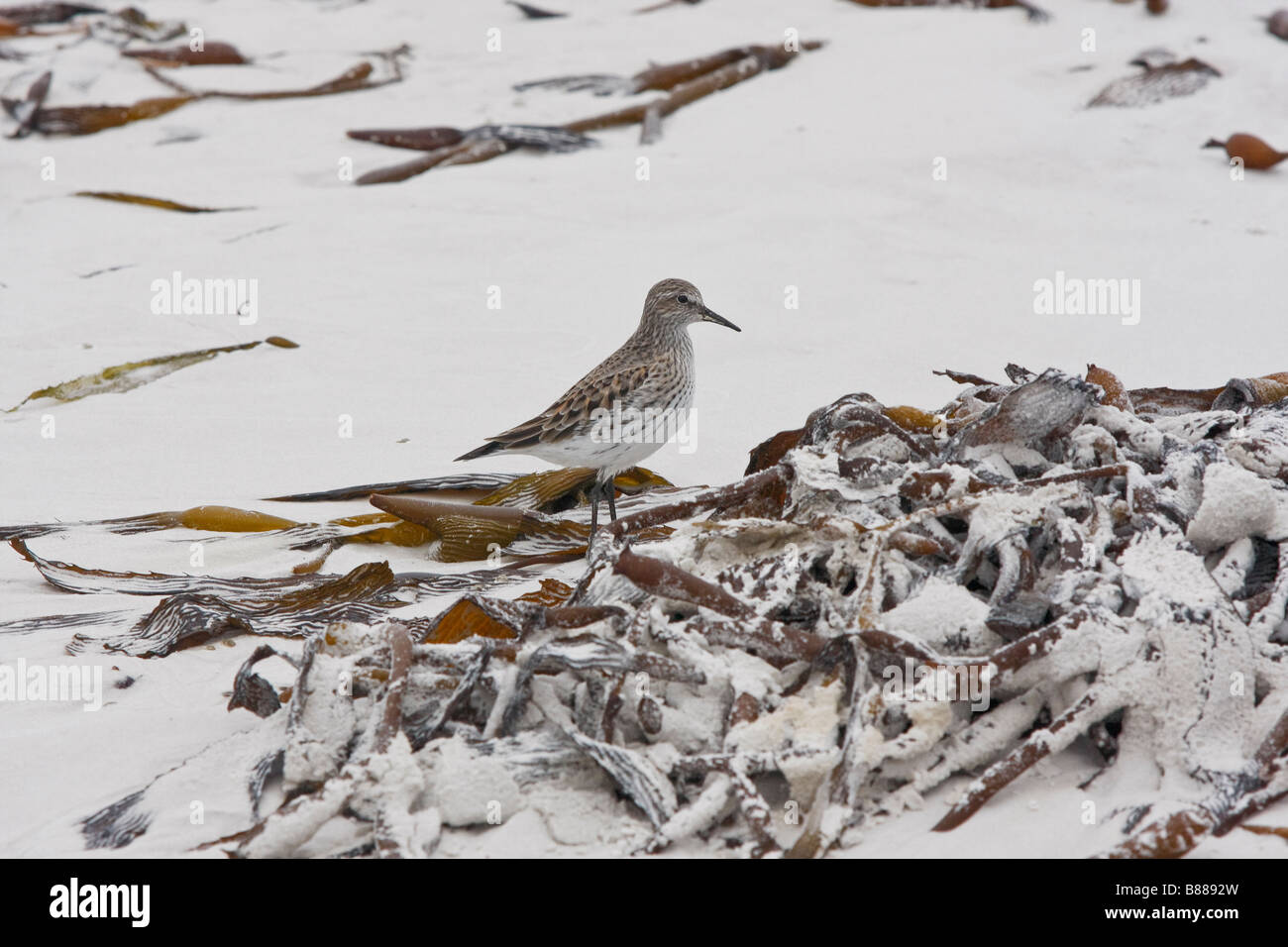 weiße Psephotus Sandpiper Volunteer Point-Falkland-Inseln Stockfoto