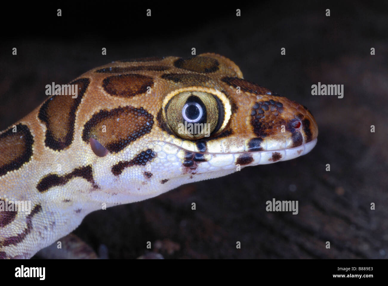 Geckoella Collagelensis. Stockfoto