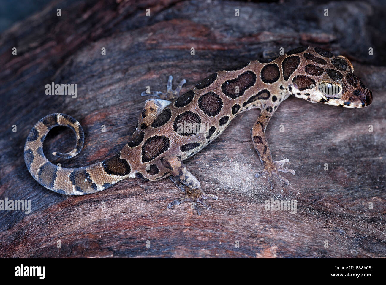 BANDED Boden GECKO, Geckoella Deccanensis. Maharashtra. Indien. Stockfoto